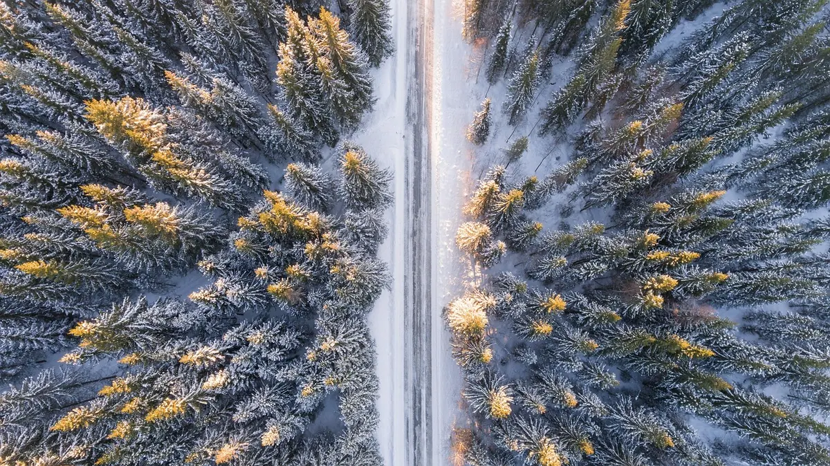 What the Latest Deforestation Data Means for Temperate Forests, Not Just the Tropics